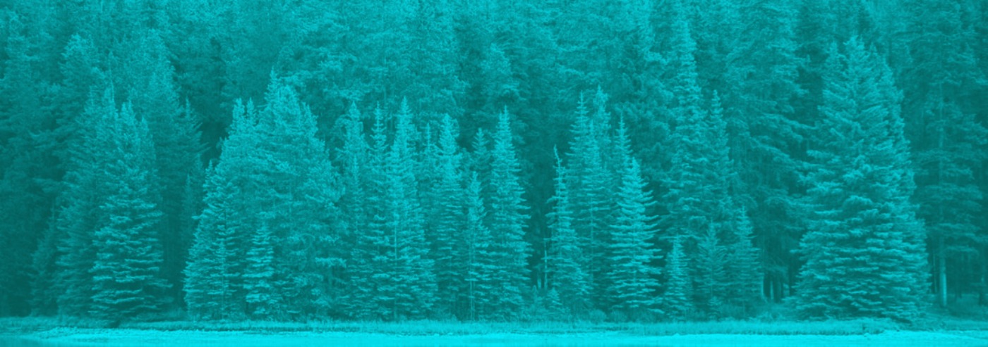 Evergreens